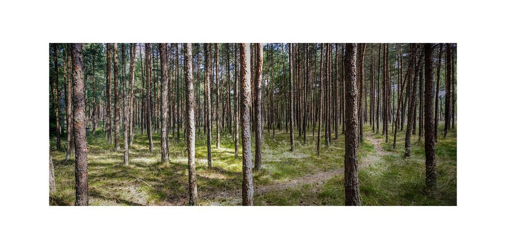 Forest Cottage Neringa Dış mekan fotoğraf